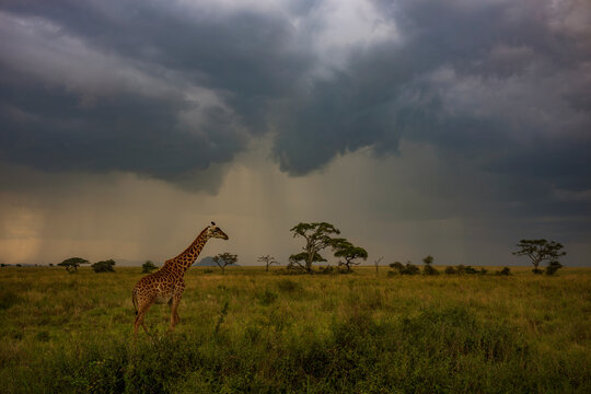 Giraffe walks through a gold savanna on an African Safari