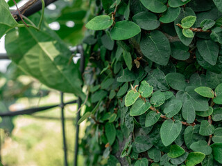 Green Climbing Fig Leaves Clinging to the Wall
