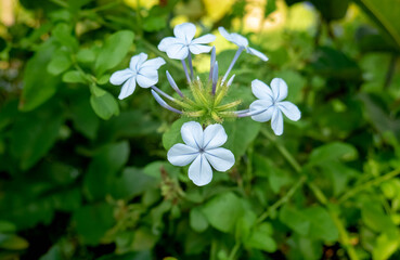 Blue Plumbago Flower blooming contrasting green leaves background

