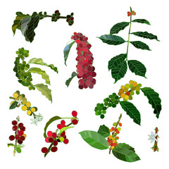 illustration of coffee tree with a branch with fruits. leaves ahd flowers. Vector illustration