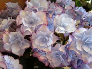 薄紫系のアジサイの花のアップ