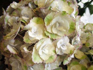 白系のアジサイの花のアップ