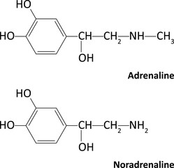 Adrenaline (epinephrine) and Noradrenaline (norepinephrine)