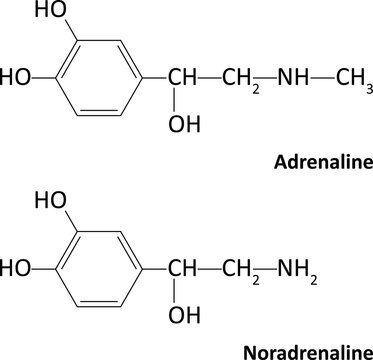 Adrenaline (epinephrine) and Noradrenaline (norepinephrine)