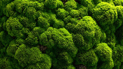 Textured Green Moss Surface Abstract Background nature