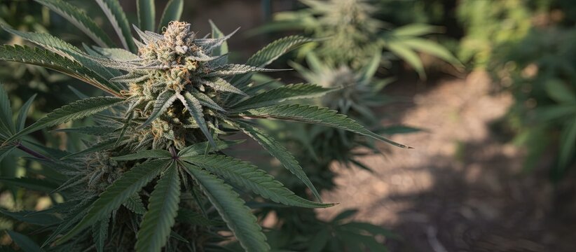 Cannabis sativa plant growing naturally and budding in flower to produce phytocannabinoids 