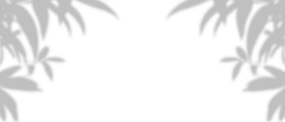 Gray shadow of the hawthorn tree leaves on a white wall