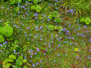Beautiful ensemble of dwarf bellflowers (Campanula cochleariifolia) in a forest clearing near Miesbach in Upper Bavaria.