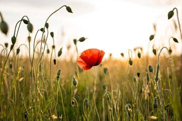 A single red poppy stands out against a blurred backdrop of golden grass during sunrise, exuding peacefulness.