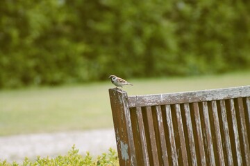 sparrow on a fence
