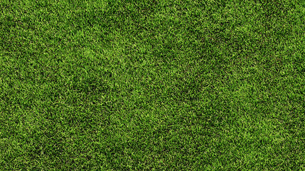 Uniform Green Grass Surface Texture Background lawn