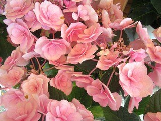 ピンク系のアジサイの花のアップ