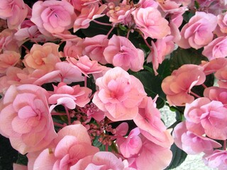 ピンク系のアジサイの花のアップ