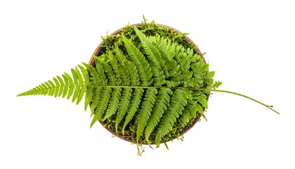 Fern plant in a pot, top view, isolated on white.