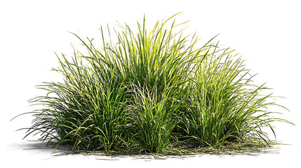 Vibrant Green Grass Bush Isolated on White Background