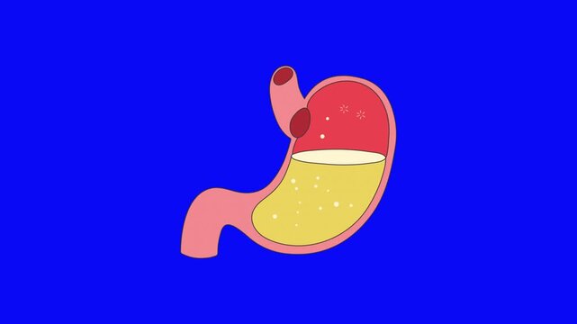 Simplified cartoon illustration depicting human stomach anatomy digesting food particles with strong digestive juices against a vibrant blue screen background