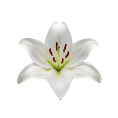 white lily isolated on white