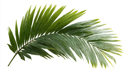 Lush Green Areca Palm Plant Isolated on White Background.