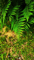 lush green ferns in natural setting
