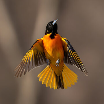 Bright Orange and Black Baltimore Oriole Bird Captured in Full Flight with Wings Fully Spread