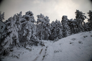 Snow accumulated on pine trees and the ground after a heavy snowfall in the mountains