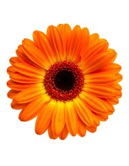 Close-up of a vibrant orange gerbera daisy, showcasing layered petals and a dark center against a bright white background