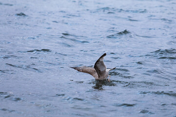 Juvenile Heringsm&ouml;we startet dynamisch von der Wasseroberfl&auml;che der -Die Serie zeigt nat&uuml;rliches Flug- und Startverhalten  
