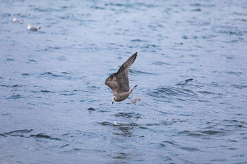 Juvenile Heringsm&ouml;we startet dynamisch von der Wasseroberfl&auml;che der -Die Serie zeigt nat&uuml;rliches Flug- und Startverhalten 