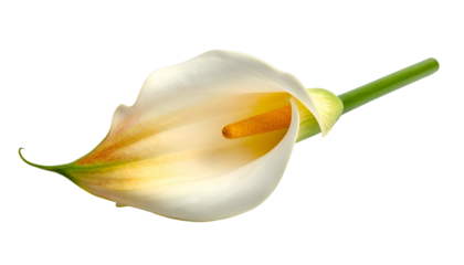 Single elegant white calla lily with yellow spadix, green stem, isolated on black background