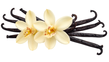 Close-up of vanilla orchids with two blooms and several dark cured vanilla beans