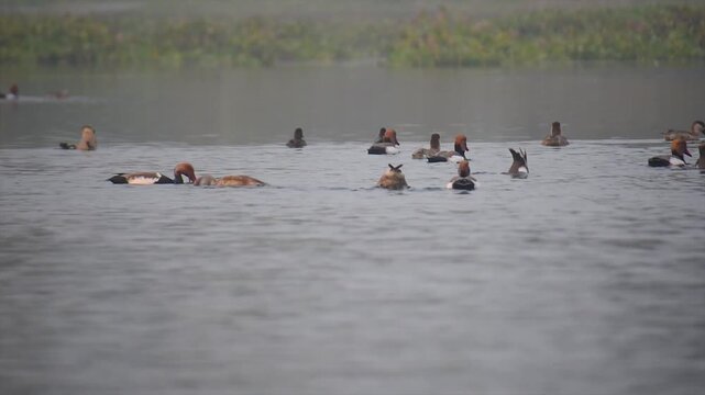 Migratory Birds Flock consisting Red-crested pochard or Netta rufina and Lesser whistling duck or Dendrocygna javanica swimming across a lake in the Wetland of Eastern India.