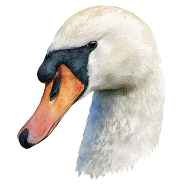 A watercolor painting of Swan Head, vector illustration on white background.