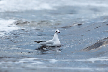 Adulte Lachm&ouml;we im Winterkleid schwimmt ruhig auf der Wasseroberfl&auml;che der Ostsee, umgeben von sanften Wellen. Die Aufnahme zeigt einen typischen K&uuml;stenvogel in nat&uuml;rlicher maritimer Umgebung.