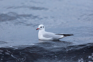 Adulte Lachm&ouml;we im Winterkleid schwimmt ruhig auf der Wasseroberfl&auml;che der Ostsee, umgeben von sanften Wellen. Die Aufnahme zeigt einen typischen K&uuml;stenvogel in nat&uuml;rlicher maritimer Umgebung.