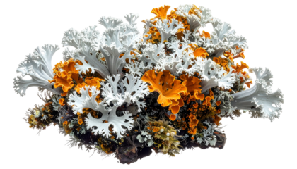 Close-up of layered lichen, vibrant white and orange against a dark background