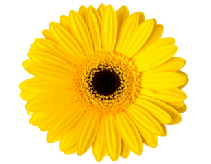Bright Yellow Daisy Flower with Natural Texture and Detail  Transparent Background P