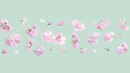 Obraz premium Spring flower Japanese cherry blossoms on pastel green background. Floral Summer background with blooming sakura flowers, aesthetic, cosmetic and fashion-inspired design for web and creative designs.