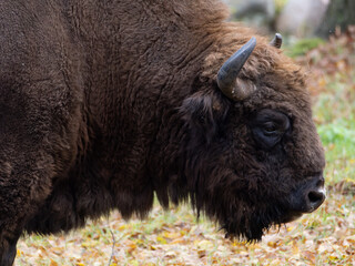Fototapeta premium Head of adult European Bison in Bialowieza National Park in Poland
