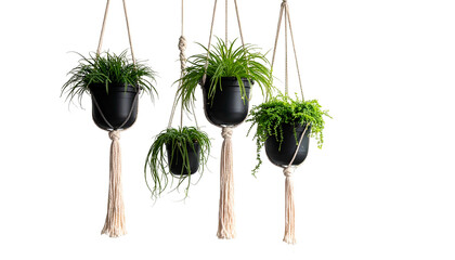 Four hanging plants in black pots, cascading greenery, and woven string supports