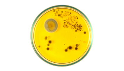 Overhead view of a Petri dish with yellow agar, displaying bacterial and fungal growth