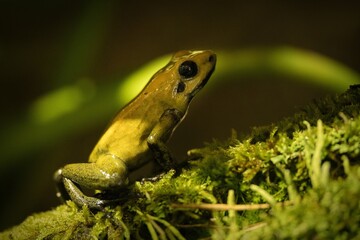 Poison dart frog