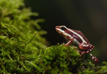 Poison dart frog