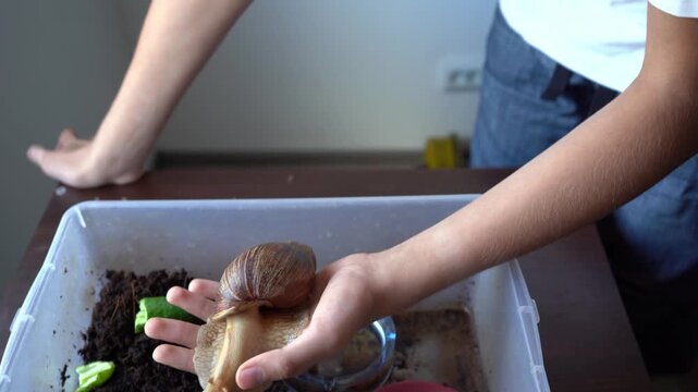 Big snail achatina pet. Animal at home. Keep on hands. People care about friend