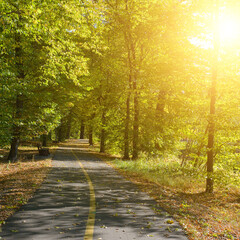 Dawn park trail with bike and pedestrian lanes under tree canopy