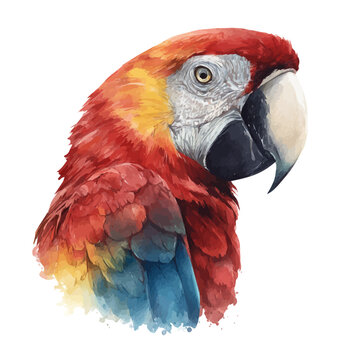 Watercolor vector illustration of Parrot Head, isolated on white background.