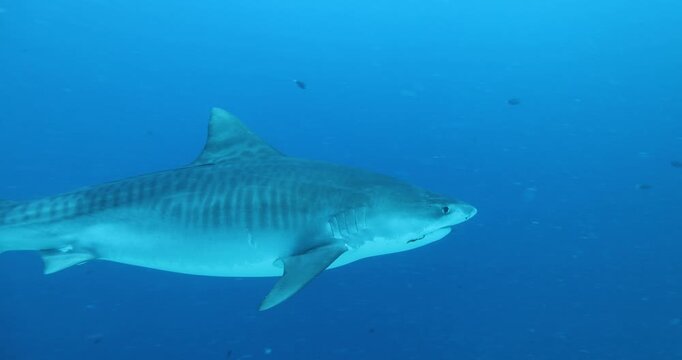 Close up underwater life with tiger shark swimming underwater on coral reef ocean of Maldives. Shark diving tourism. Divers feed school of sharks. Marine wild dangerous underwater predators of Bali