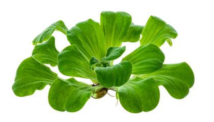 Bright green aquatic plant with layered leaves, isolated on a black background