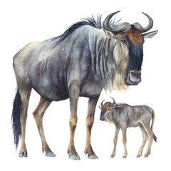 Wildebeest With Its Baby in watercolor painting style, vector illustration on white background. © Andrews