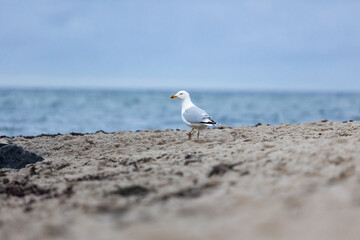 Adulte Silberm&ouml;we steht am Sandstrand der Ostsee mit Blick aufs Meer bei ruhiger Wetterlage.