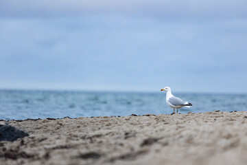 Adulte Silberm&ouml;we steht am Sandstrand der Ostsee mit Blick aufs Meer bei ruhiger Wetterlage.